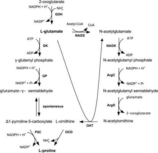 Proline Biosynthesis In Corynebacterium Glutamicum Rea Open I