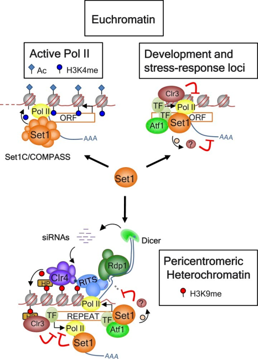 Model For Set1 Functions At Euchromatin And Heterochrom | Open-i