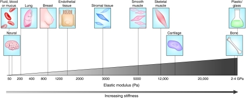 Variations In Tissue Stiffness The Biomechanical Prope Open i spasticity-pictures