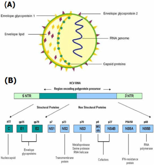 Difference Between Structural And Non Structural Proteins