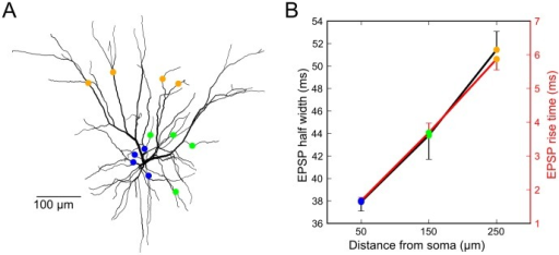 Epsp Time Course Analysis Of L3 Model Neuron Suggests T Open I