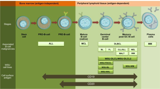 Expression Of CD19 And CD20 In B-cell Lineage.Notes: Il | Open-i