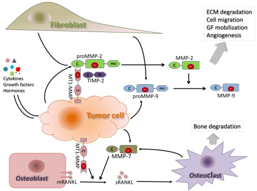 Illustration Of Key Interactions Between Mmp 2 7 9 Open I 6591