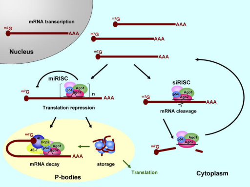 A Model for Human RISC Function Involving miRNA and siR | Open-i