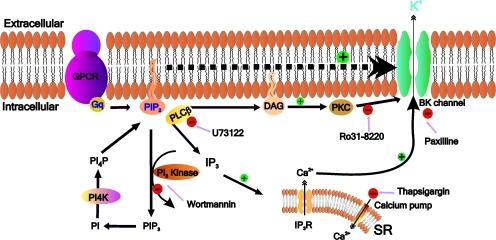 Indirect (classical) and direct (novel) mechanisms of P | Open-i