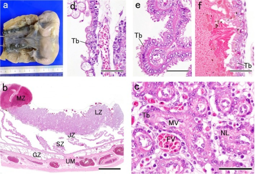 dog-placenta-endotheliochorial-type-placenta-a-gross-open-i