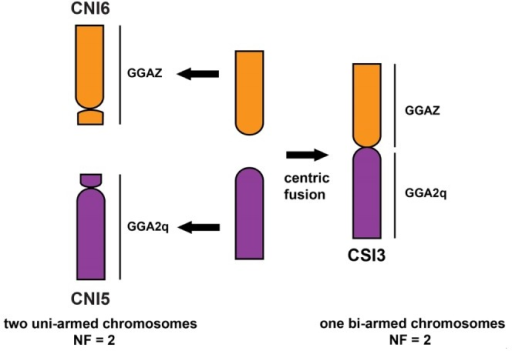 chromatin crossover definition genetics