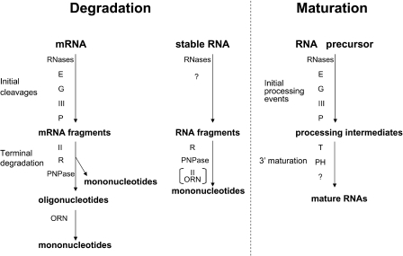 Comparison of mRNA and stable RNA degradation and RNA m | Open-i