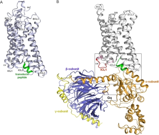 Opsin in complex with a transducin peptide.A) The cryst | Open-i