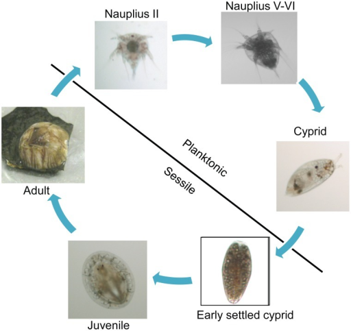 Lifecycle Of B. Amphitrite.Barnacle Life Is Divided Int | Open-i