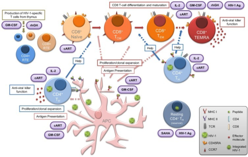 t cells and cd4 t cells and cd4