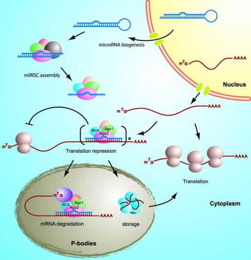 Mechanism of translational repression by human microRNA | Open-i