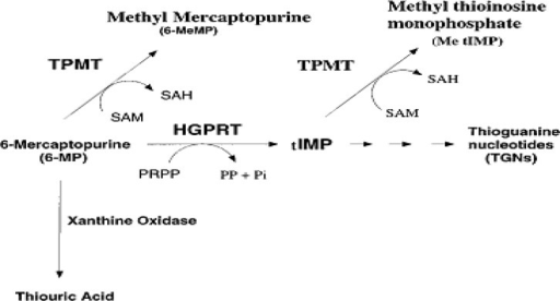 The Metabolism Of 6 Mercaptopurine Open I 