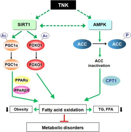 Schematic diagram of the potential mechanism of TNK pro | Open-i