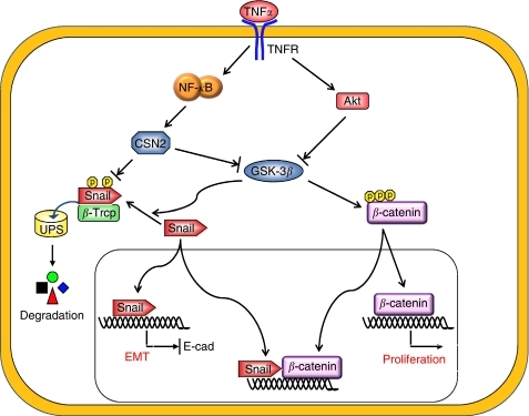 An Overview Of The Signalling Pathways Mediated By TNF- | Open-i