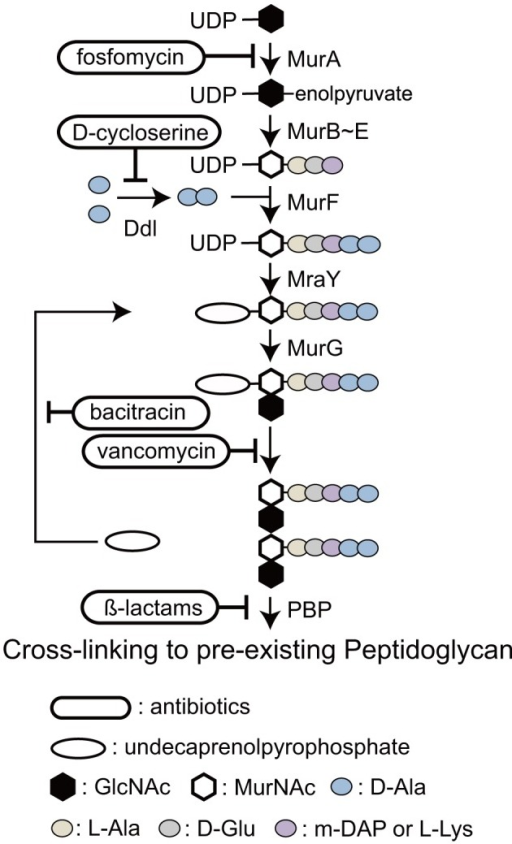 The bacterial peptidoglycan biosynthesis pathway and an | Open-i