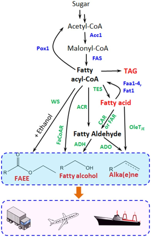 Metabolic Pathways For Fatty Acid-derived Biofuel And Chemical ...