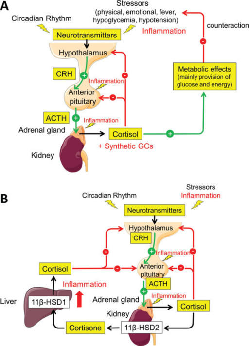 impact of neurotransmitters on physical and impact of neurotransmitters on physical and