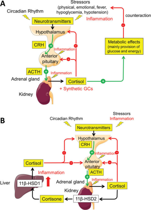 Function And Dysfunction Of The Hypothalamic Pituitary Open I 