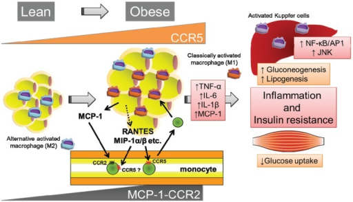 Ccr5 Promotes Obesity Induced Inflammation And Insulin Open I