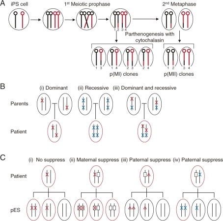 Variable Inheritance Of Chromosomes And Mutations In Ex 