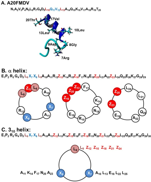 α-helix and 310-helix Library design.A) Amino acid seq | Open-i