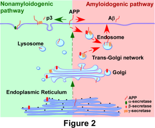 β Amyloid Precursor Protein Trafficking β Amyloid Pr Open I