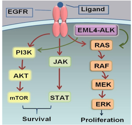 Epidermal Growth Factor Receptor Egfr The Binding Be Open I