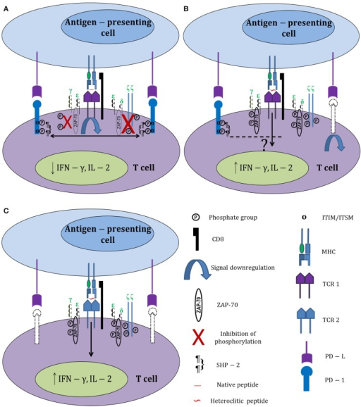 Differential Activation Of HIV-specific CD8+ T Cells By | Open-i