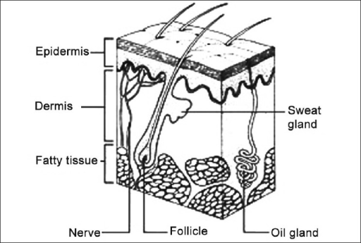 Simplified diagram of skin | Open-i