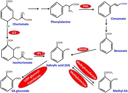 Simplified Scheme For Salicylic Acid Sa Biosynthesis Open I 5137